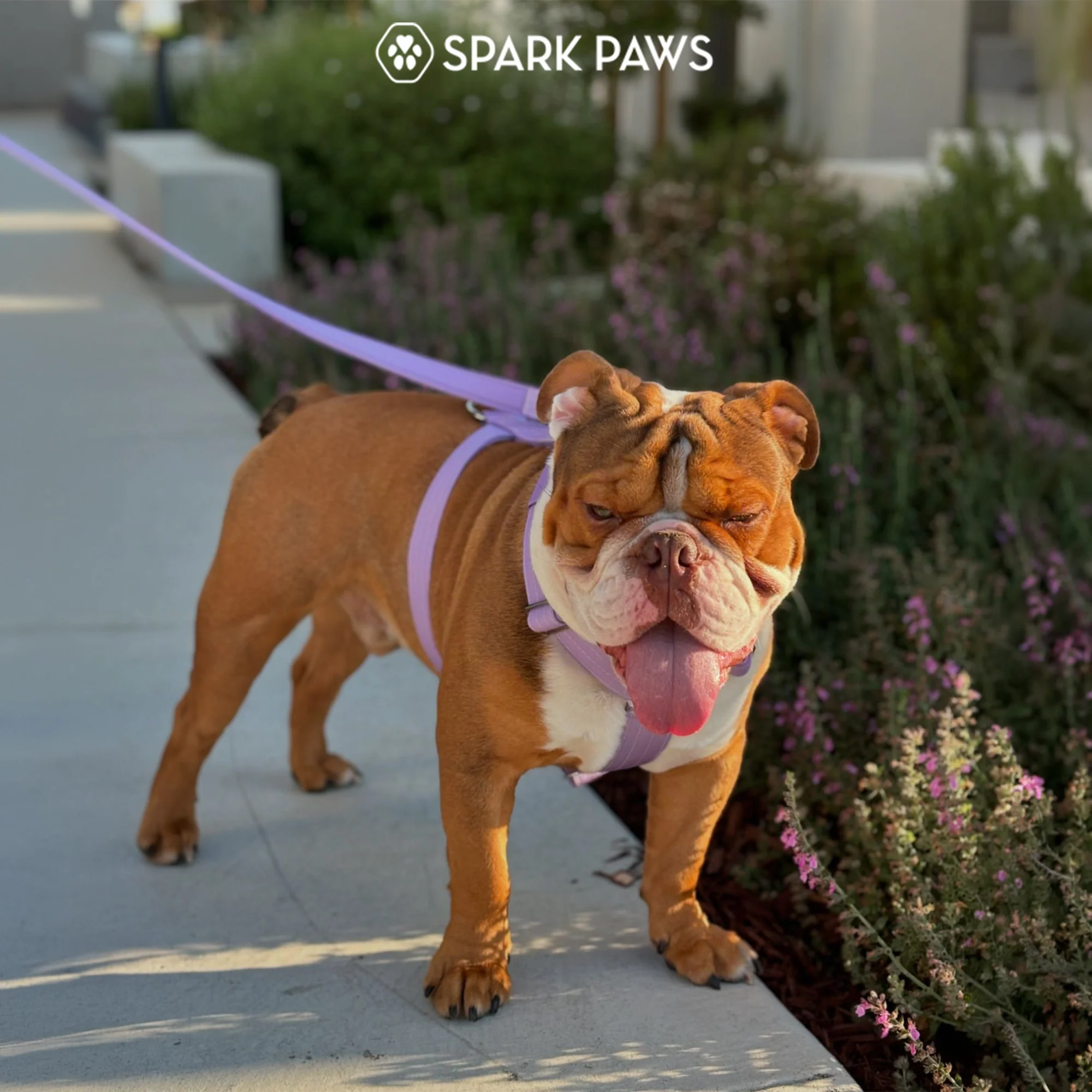 Comfort Control No-Pull Dog Harnesses - Image 57