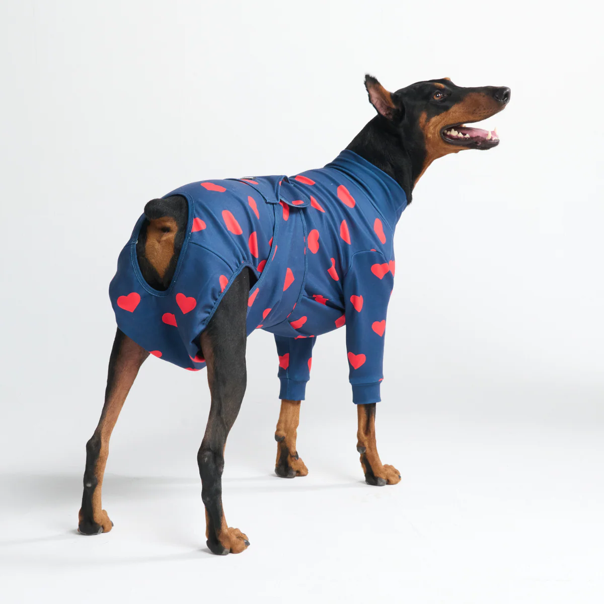 Dog Surgical Suit (2-pack) - Dinosaurs and Hearts - Image 10